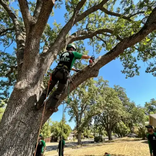 Certified arborist climbing a Virginia Beach oak tree with chainsaw