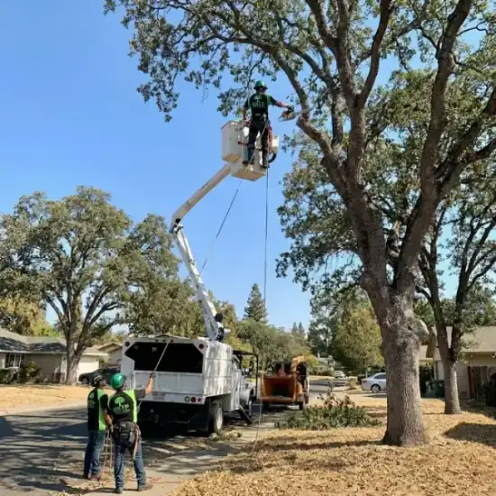 Bucket truck trimming a large oak tree in Virginia Beach
