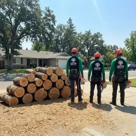Freshly cut oak logs from a Virginia Beach tree removal