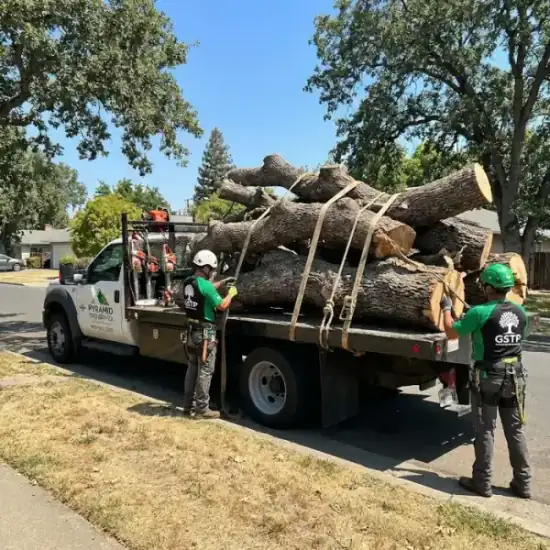 Tree service truck loaded with branches after a Virginia Beach job